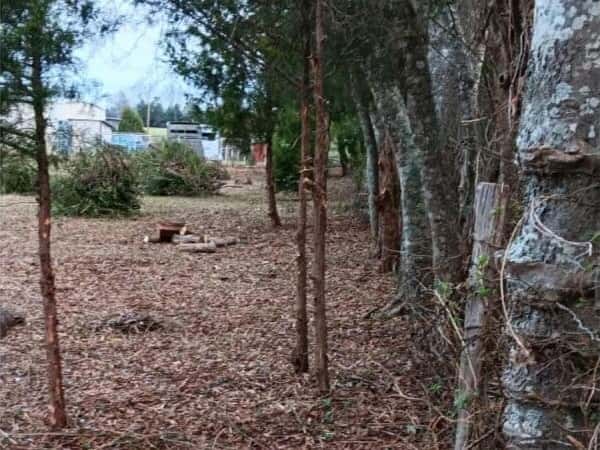 A row of trees along a fence line with all the brush cleared from under them