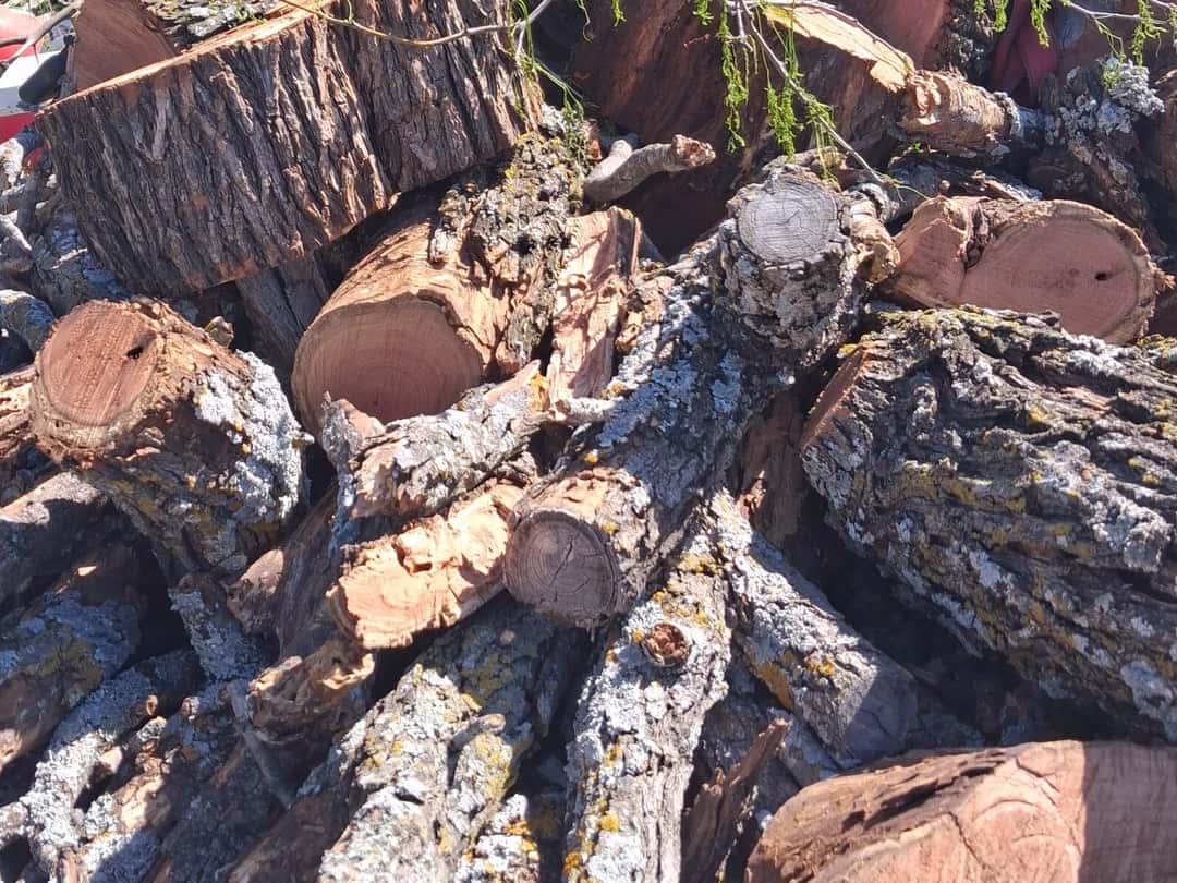 A big tree taken down and cut into rounds and logs, piled at the wood yard