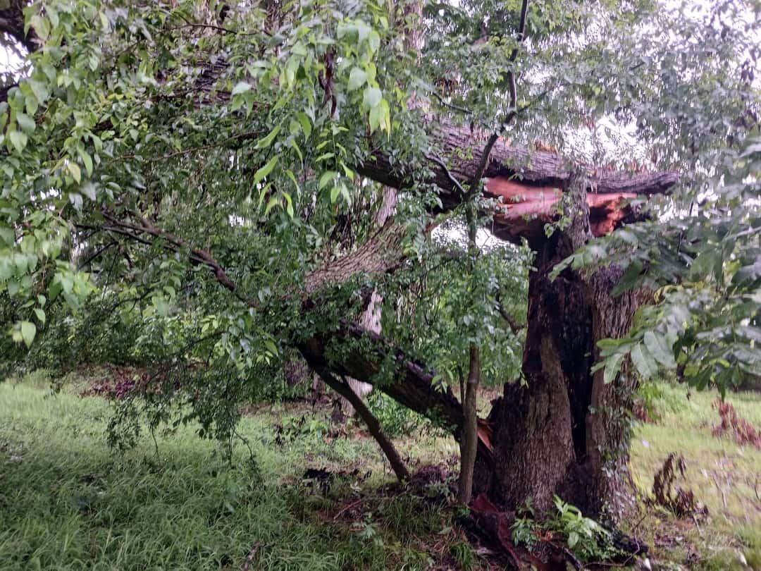A tree split and broken at the trunk by a storm, its top hanging to the ground