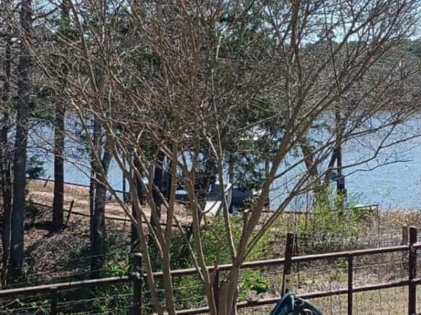 A crepe myrtle trimmed back into shape beside a pipe fence, a lake behind it